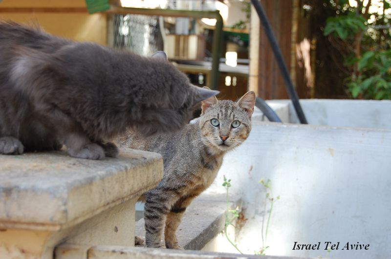 Israel_Cat_2