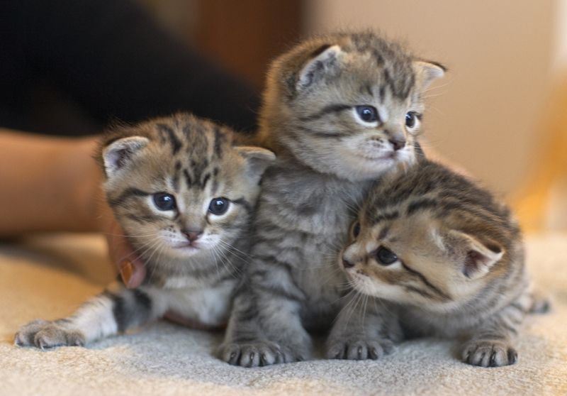 Kittens of Hot Staff