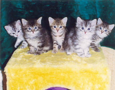 Kittens of Alise Sweet Life