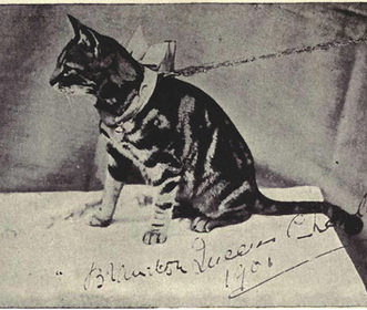 Cat /1900