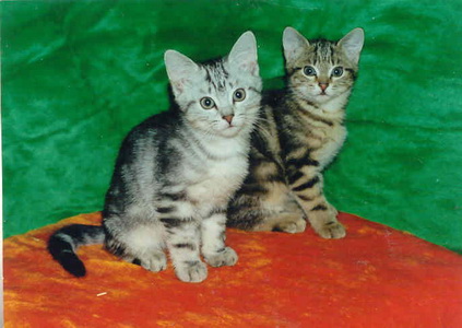 Kittens of Baghira